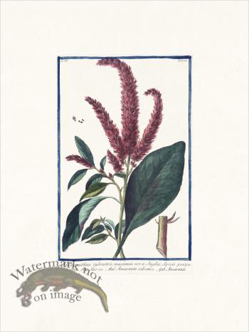Bonelli 354 Wild Amaranth